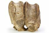 Hadrosaur (Edmontosaurus) Anterior Caudal Vertebrae - Montana #248800-2